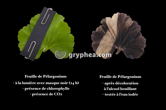 Photosynthèse - Expérience avec masque (2) - gryphea.org